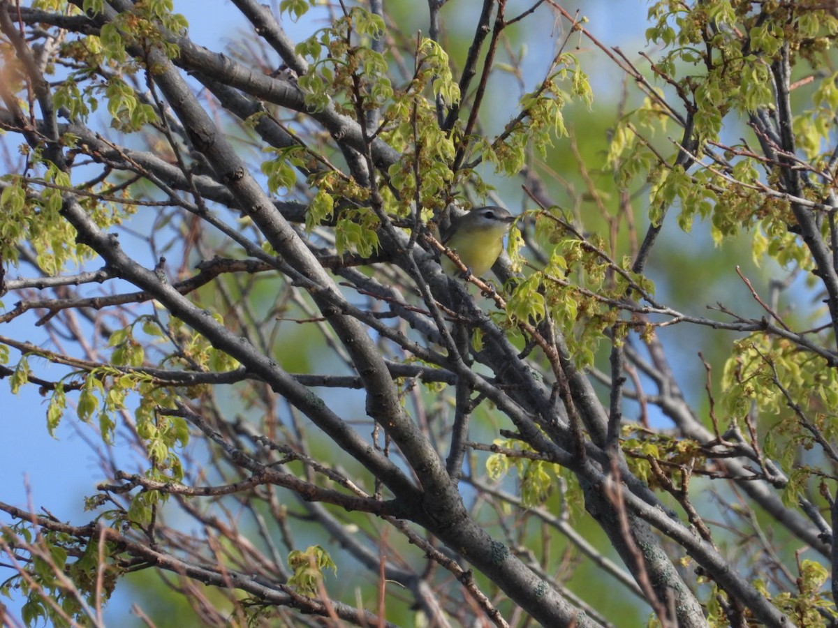 Philadelphia Vireo - ML643966358