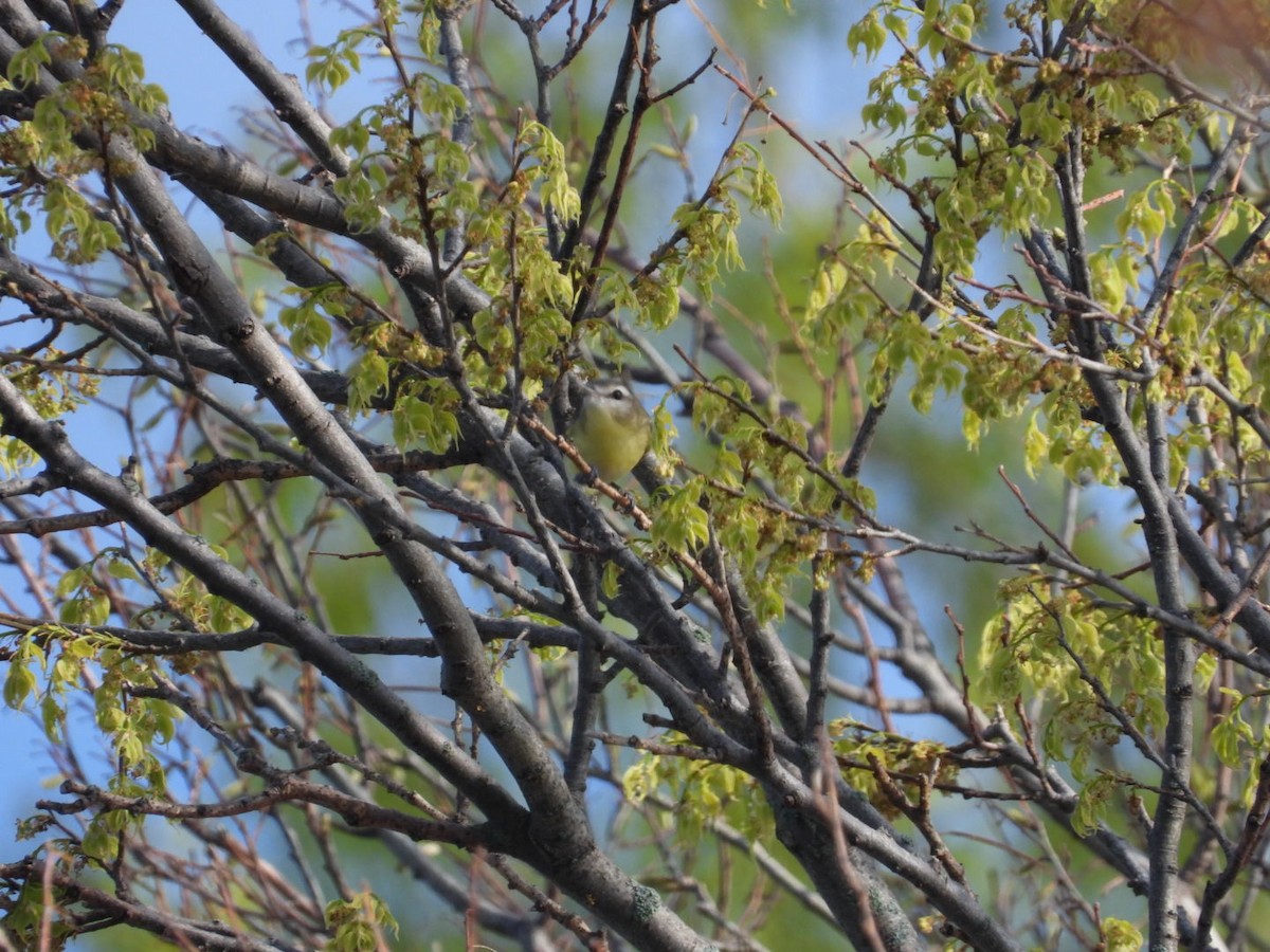 Philadelphia Vireo - ML643966359