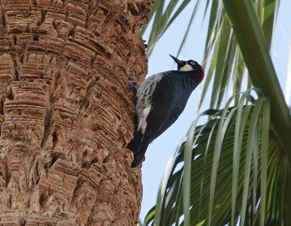 Acorn Woodpecker - ML643966369