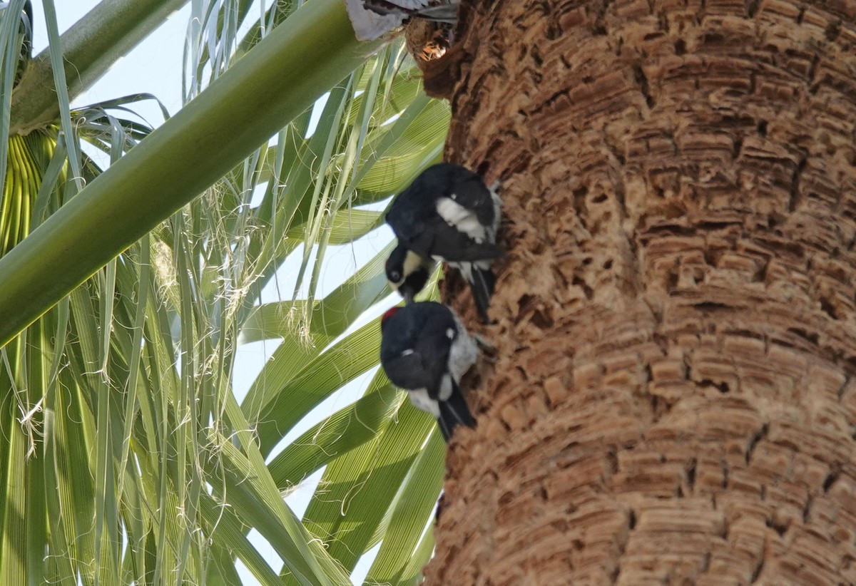 Acorn Woodpecker - ML643966370