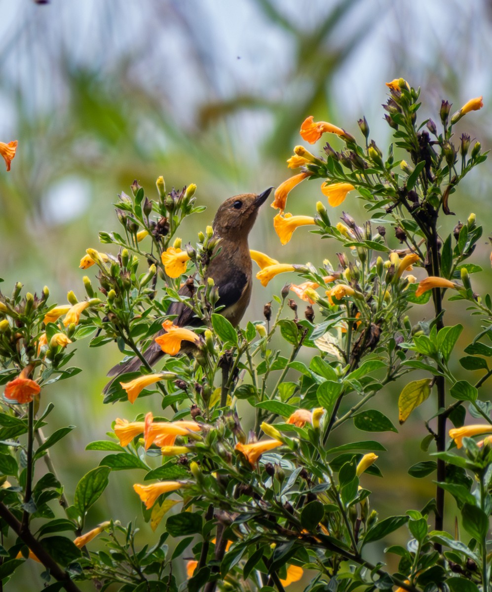 White-sided Flowerpiercer - ML643966376