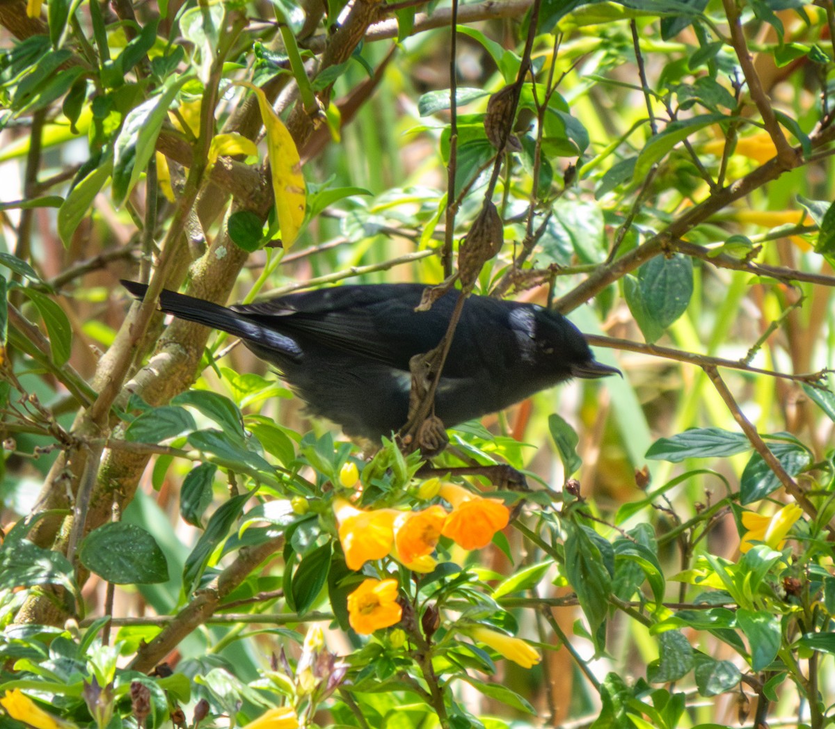 White-sided Flowerpiercer - ML643966382