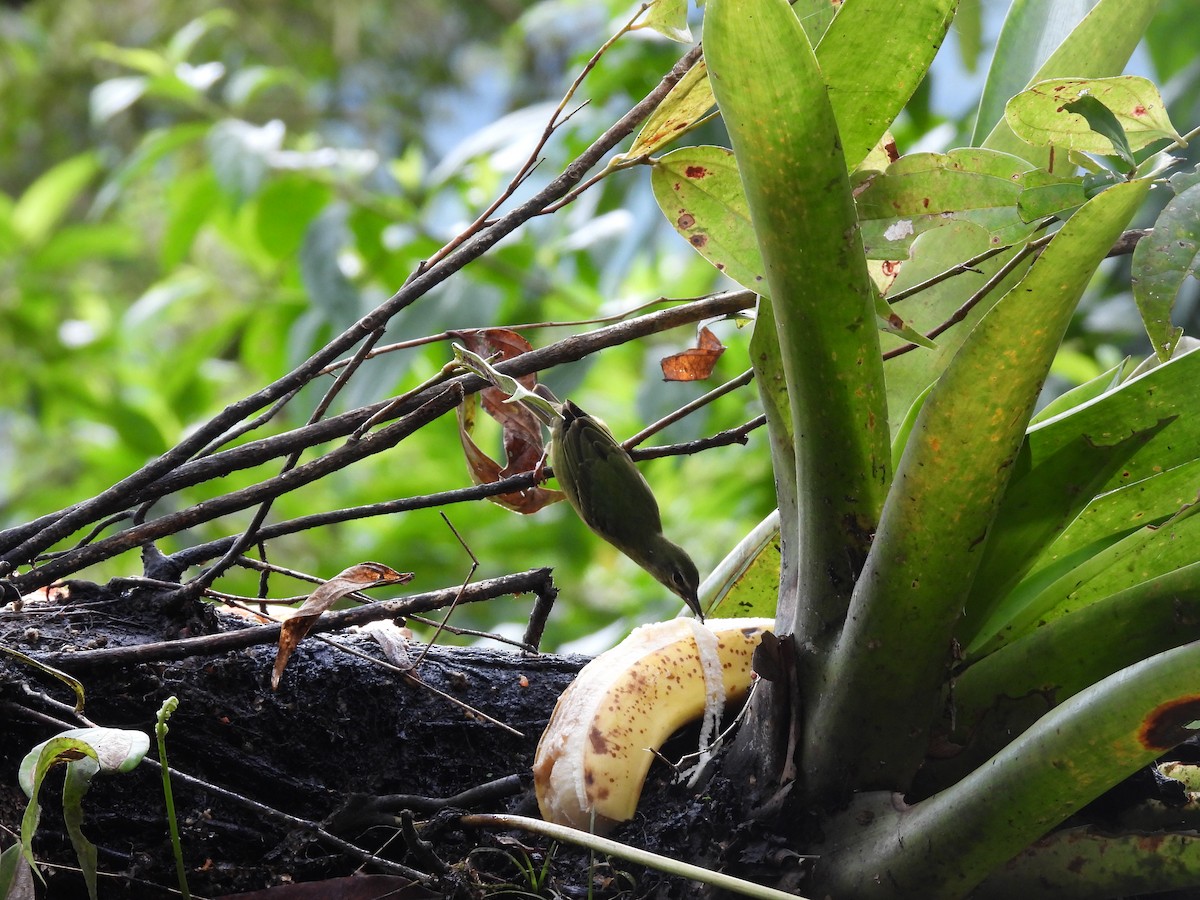 Red-legged Honeycreeper - ML643966386