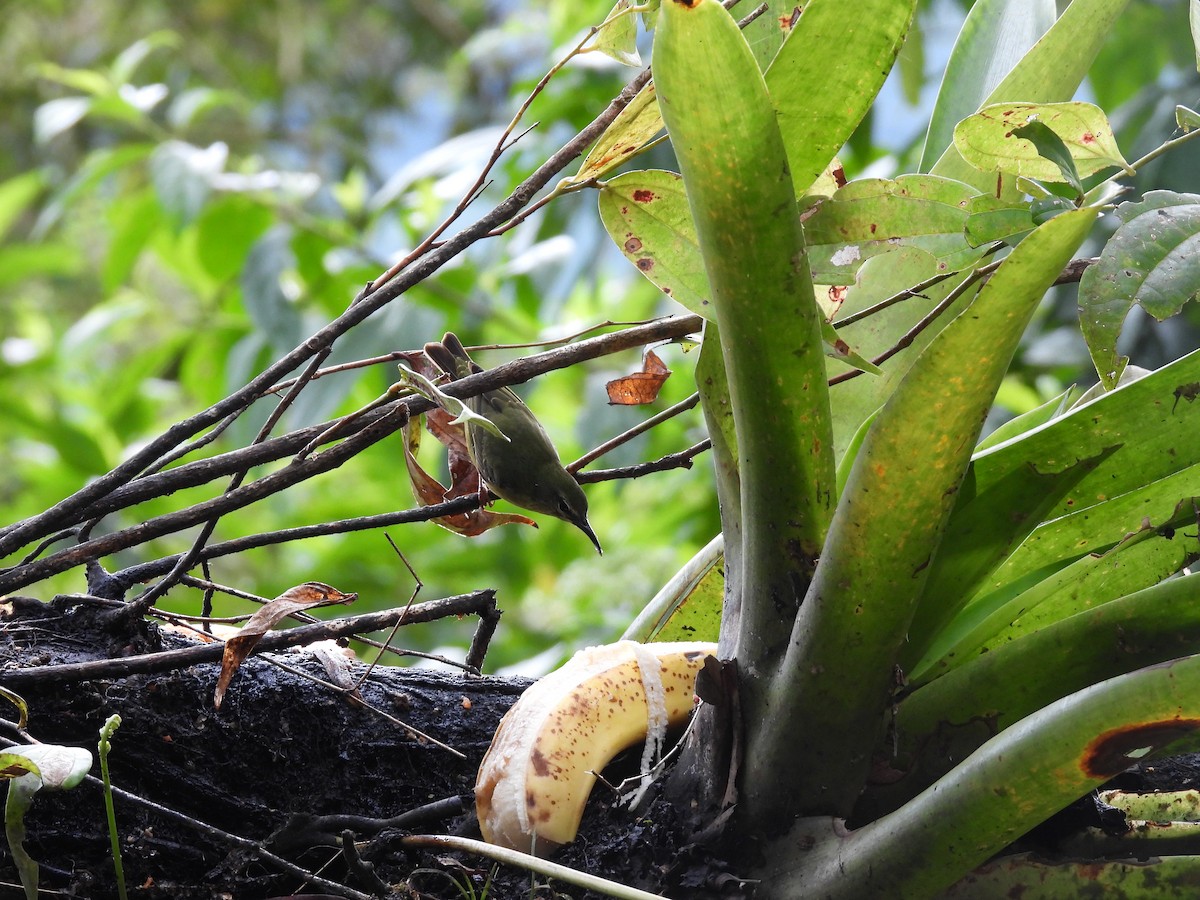 Red-legged Honeycreeper - ML643966387