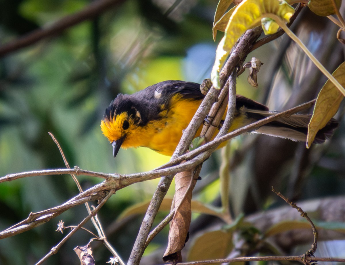 Golden-fronted Redstart - ML643966390