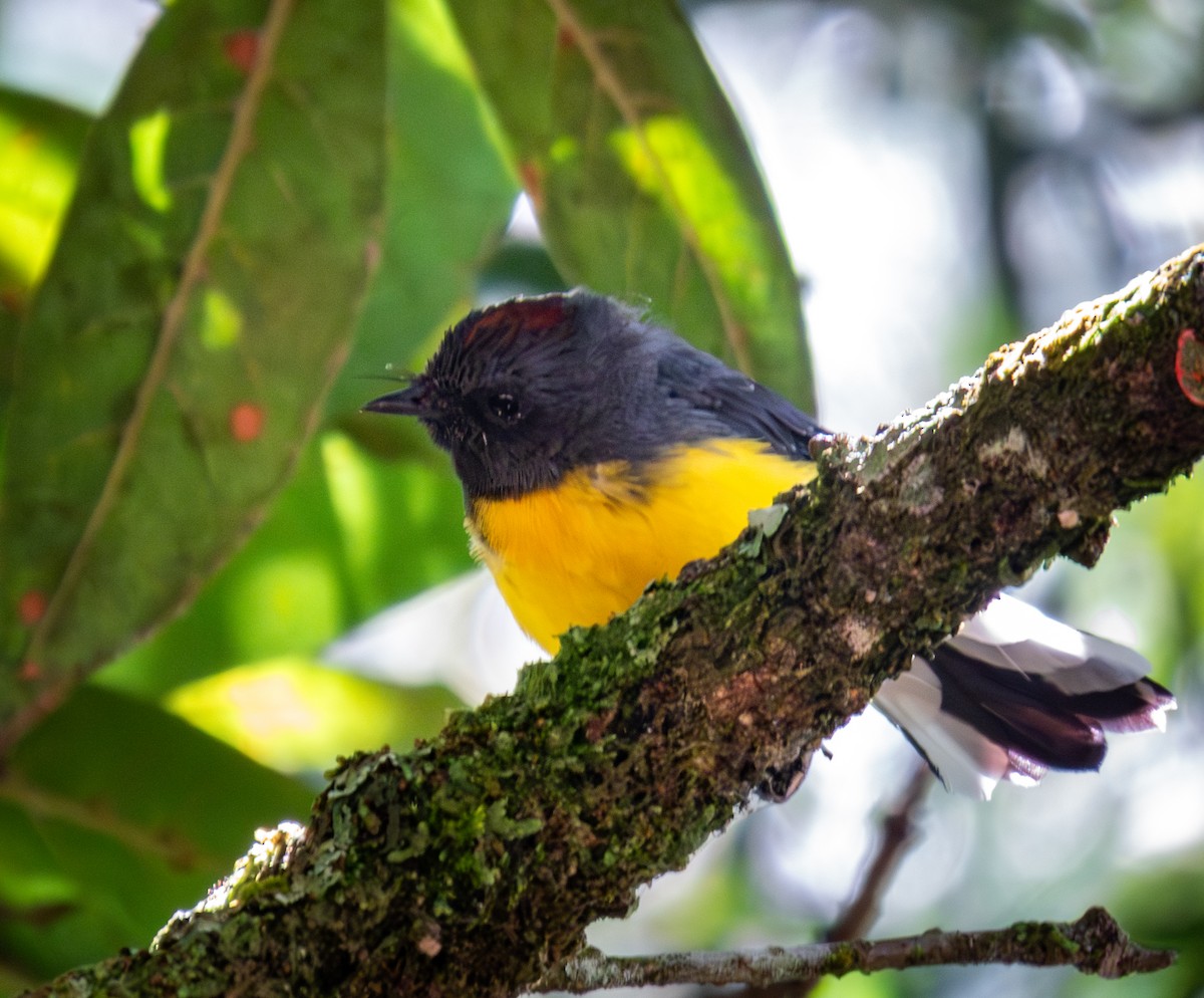Slate-throated Redstart - ML643966391