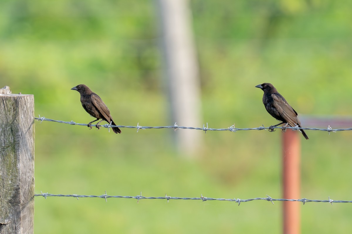 Bronzed Cowbird (Bronzed) - ML643966396