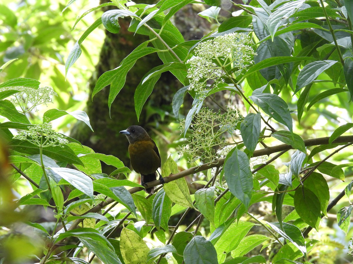 Scarlet-rumped Tanager (Passerini's) - ML643966414