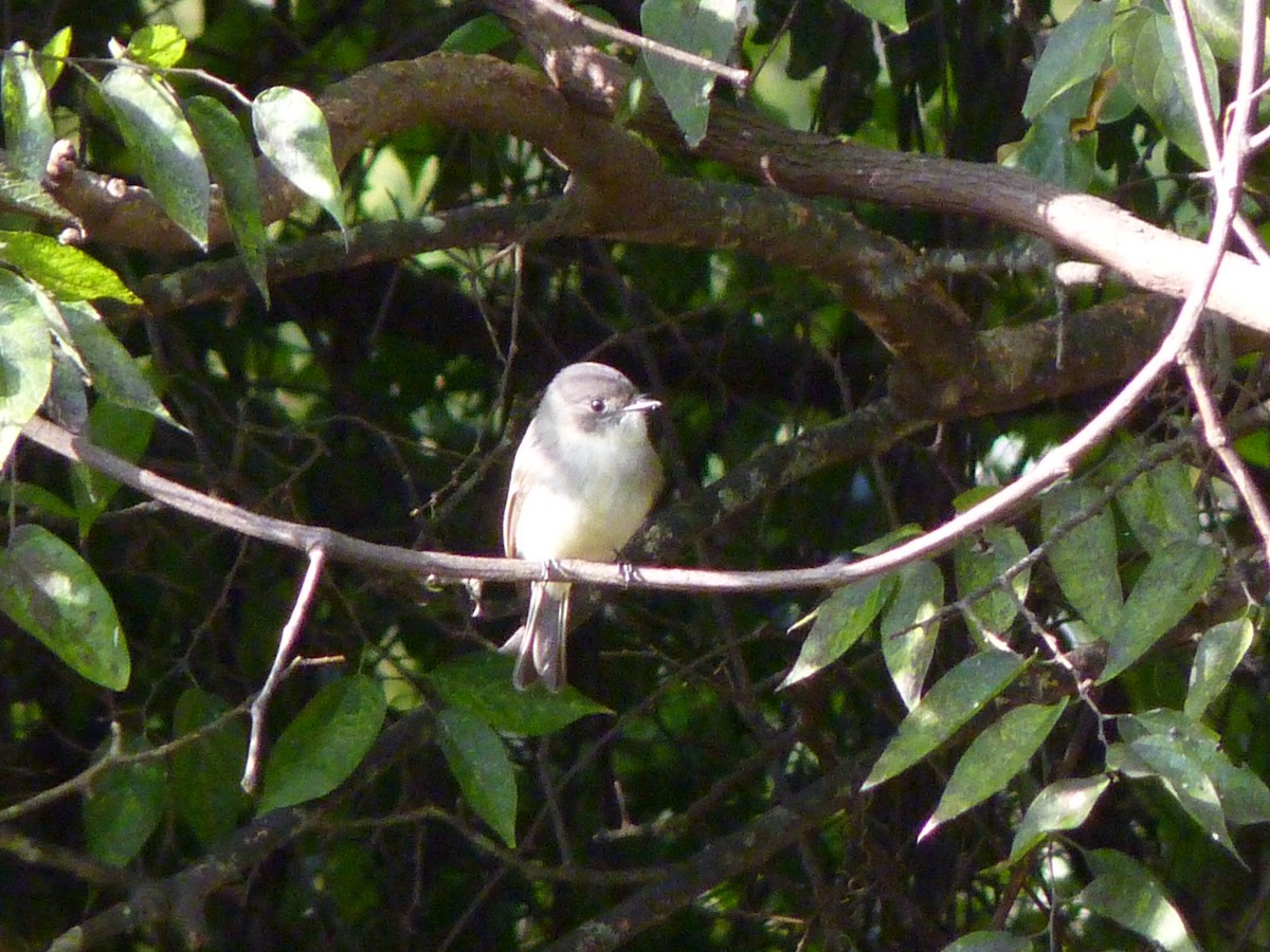 Eastern Phoebe - ML643966416