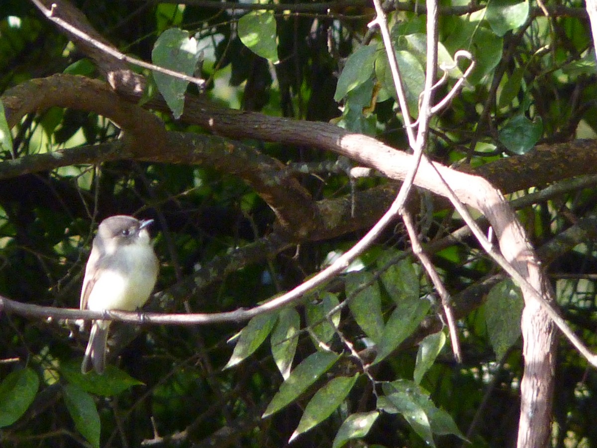 Eastern Phoebe - ML643966417