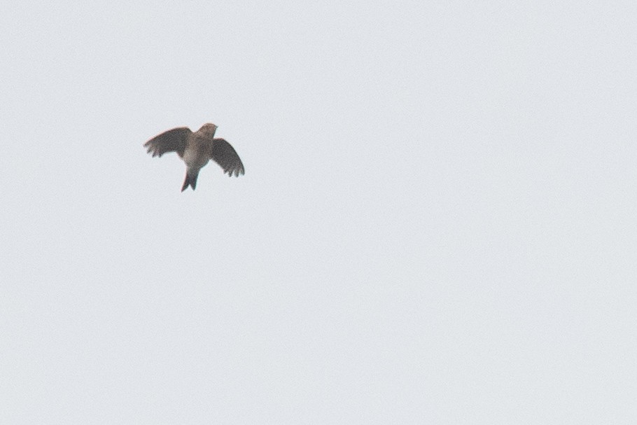 Eurasian Skylark - ML643966423