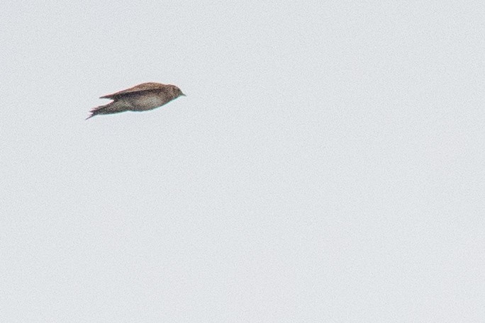 Eurasian Skylark - ML643966424