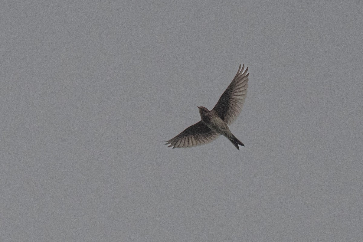 Eurasian Skylark - ML643966425
