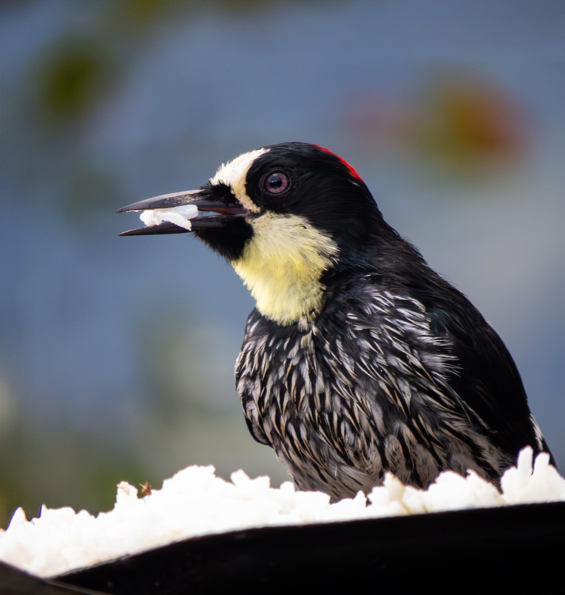 Acorn Woodpecker - ML643966426