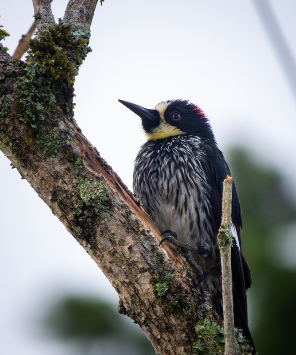 Acorn Woodpecker - ML643966428