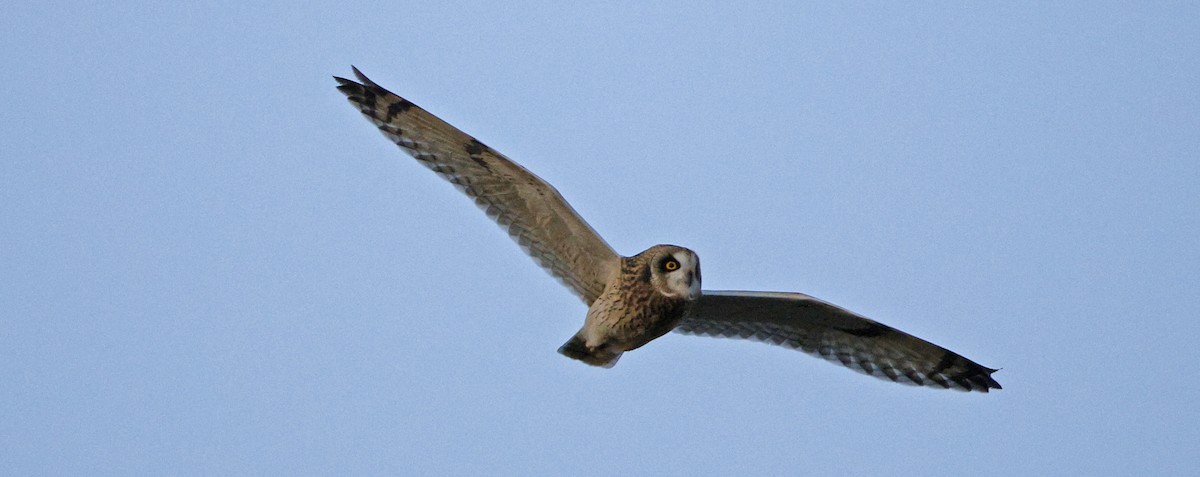 Short-eared Owl - ML643966434