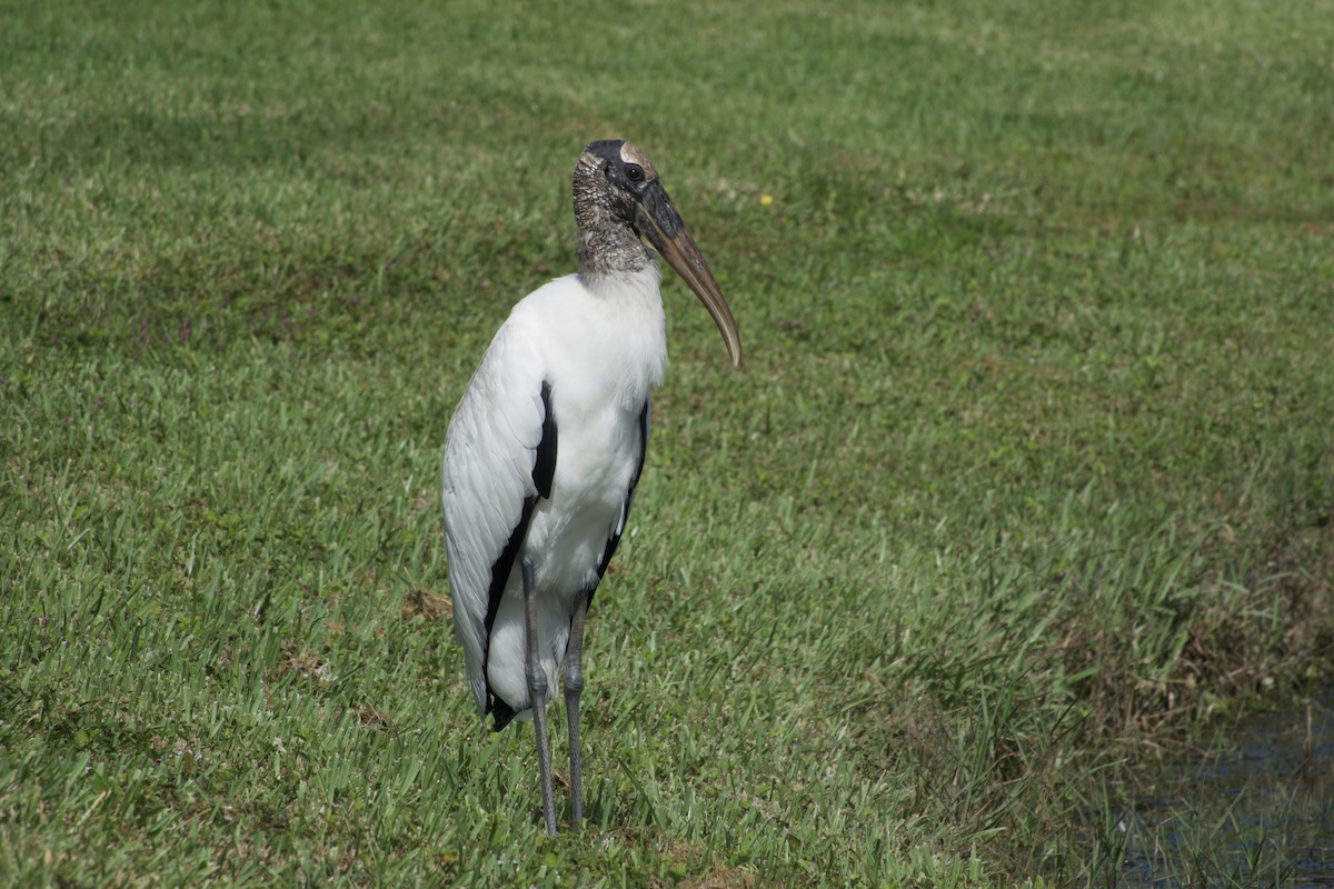 Wood Stork - ML643966449