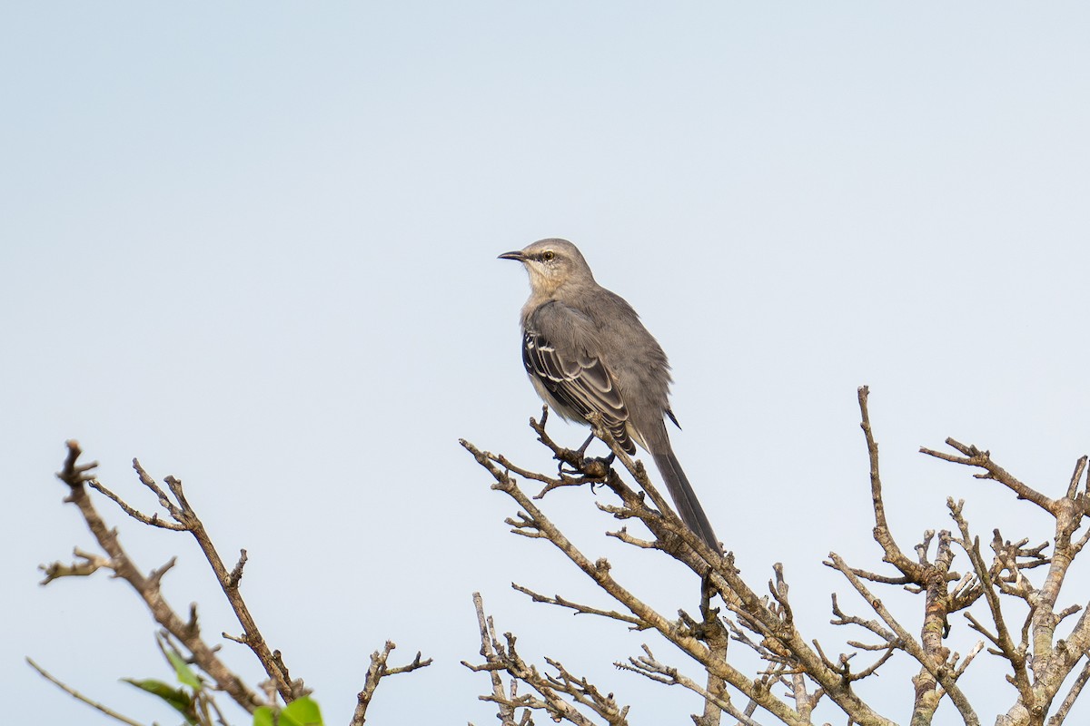 Tropikal Taklitçi (gracilis/leucophaeus) - ML643966475