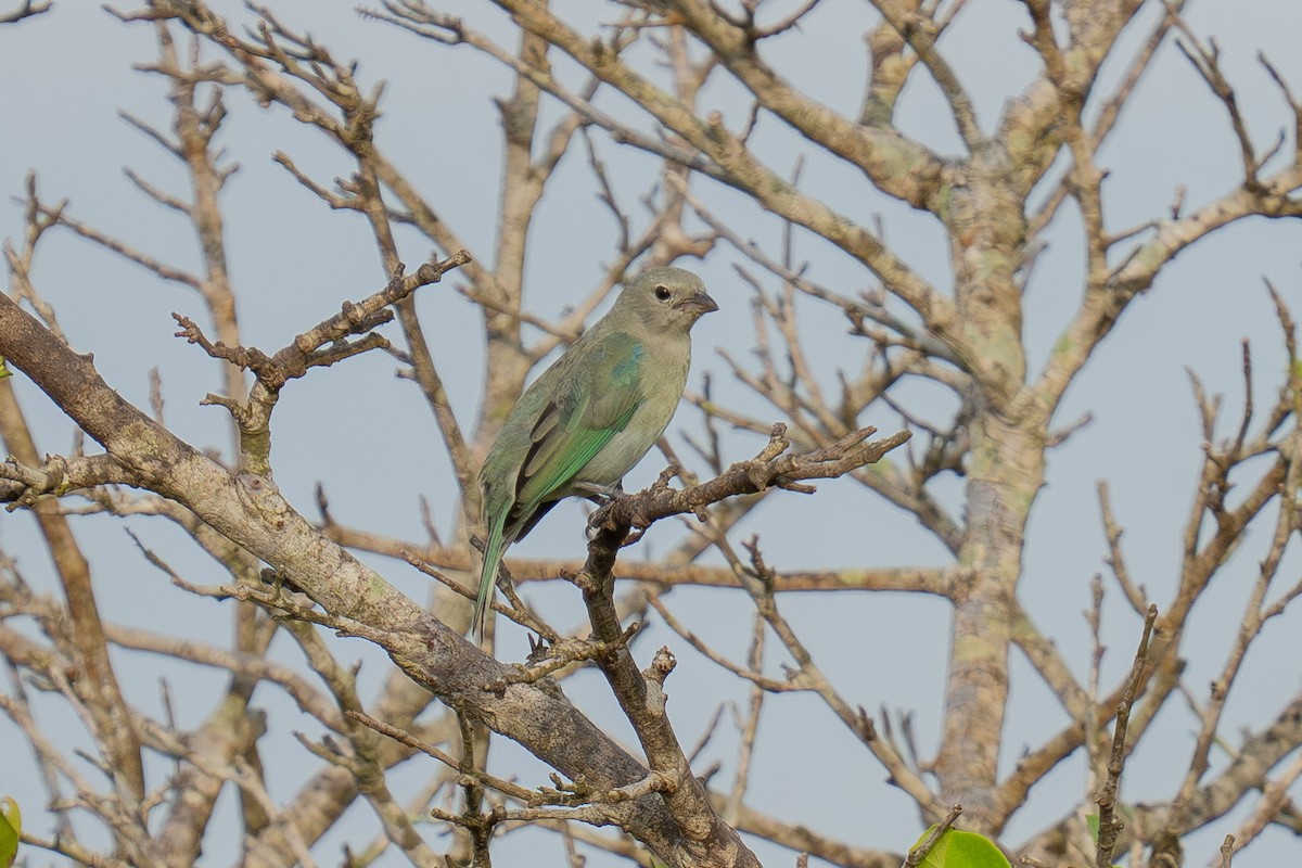 Blue-gray Tanager (Blue-gray) - ML643966488
