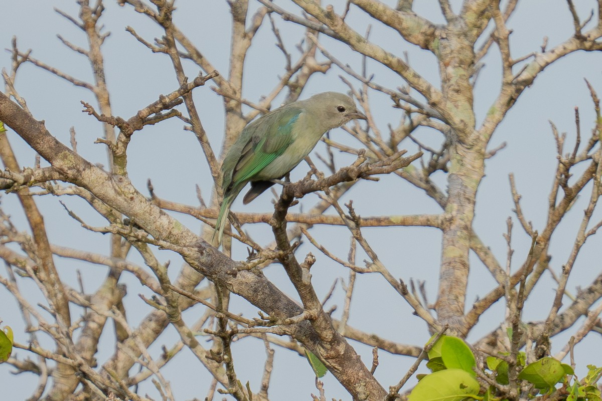 Blue-gray Tanager (Blue-gray) - ML643966489