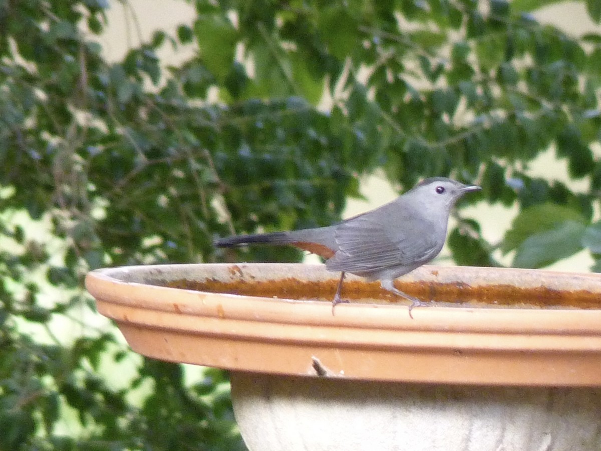 Gray Catbird - ML643966490