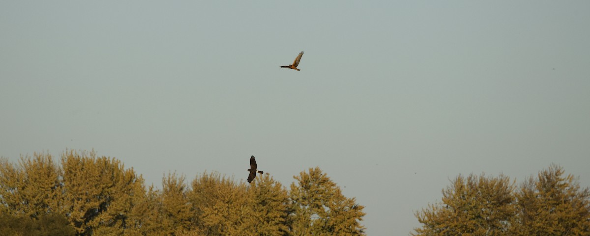 Northern Harrier - ML643966500