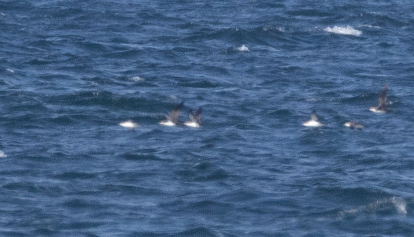 Puffin yelkouan - ML643966502