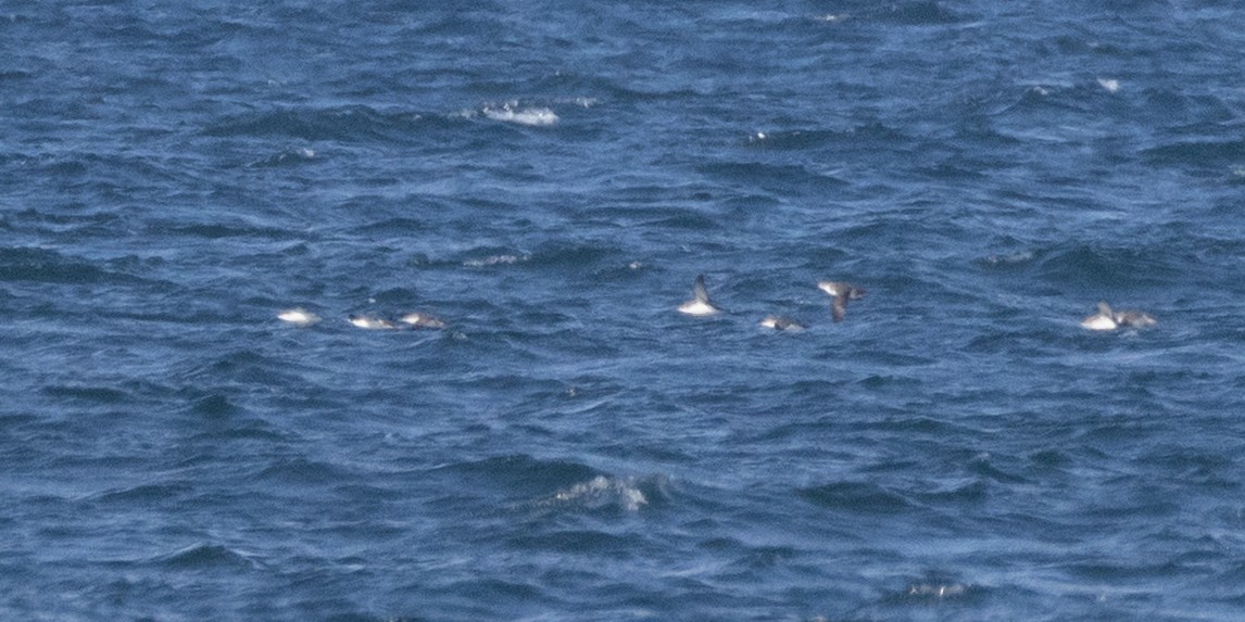 Puffin yelkouan - ML643966505