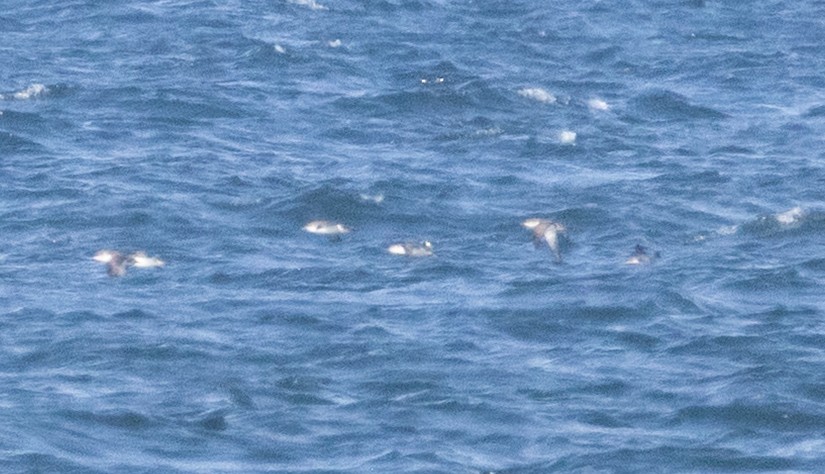 Puffin yelkouan - ML643966506