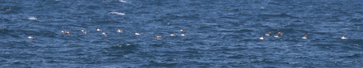 Puffin yelkouan - ML643966508