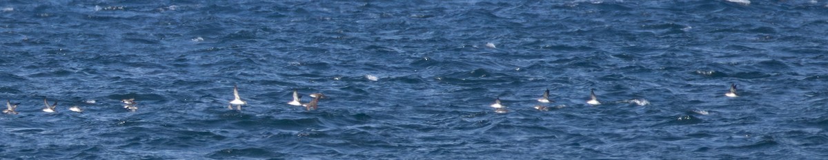 Puffin yelkouan - ML643966509