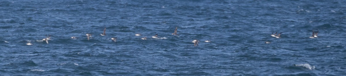 Puffin yelkouan - ML643966510