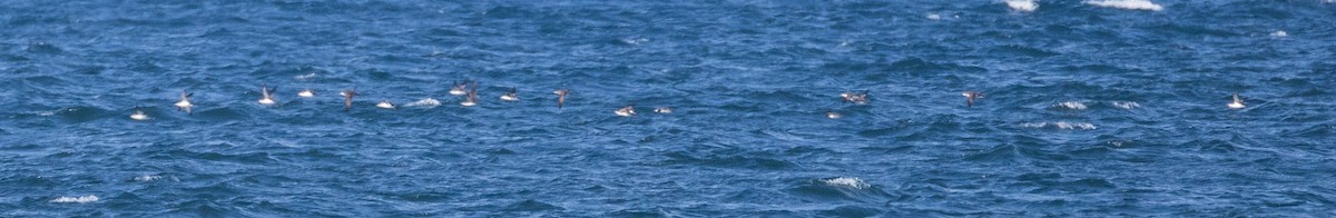 Puffin yelkouan - ML643966511