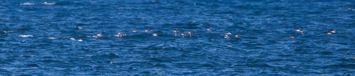 Puffin yelkouan - ML643966512