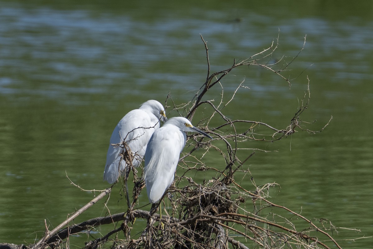 Snowy Egret - ML643966523