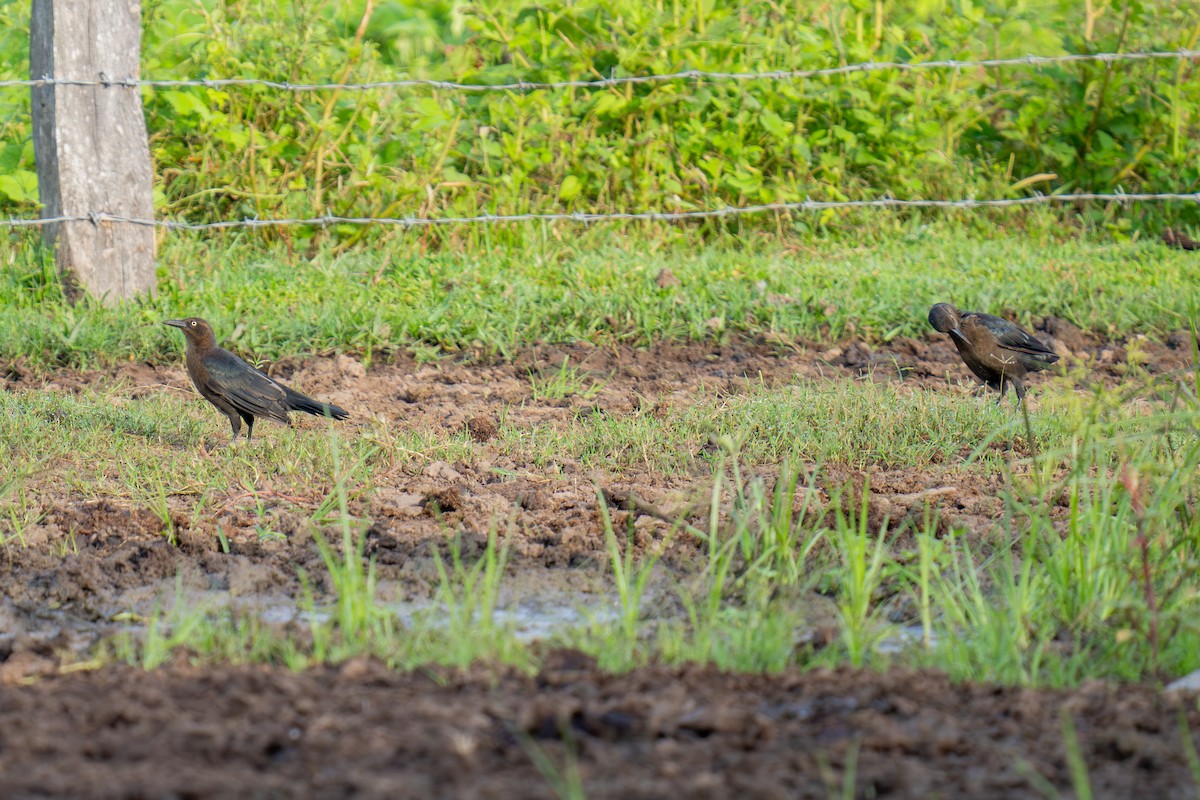 vlhovec velkoocasý [skupina mexicanus] - ML643966535