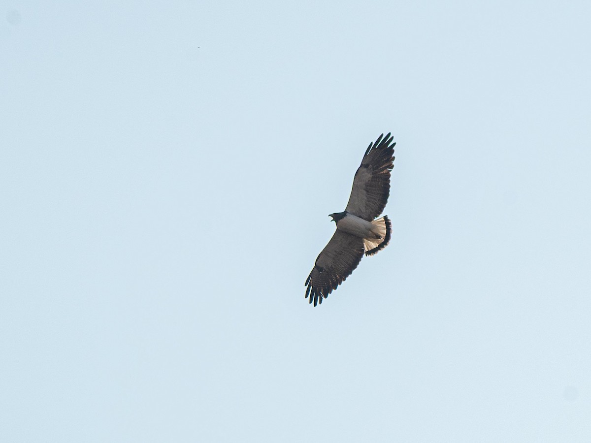 White-tailed Hawk - ML643966548