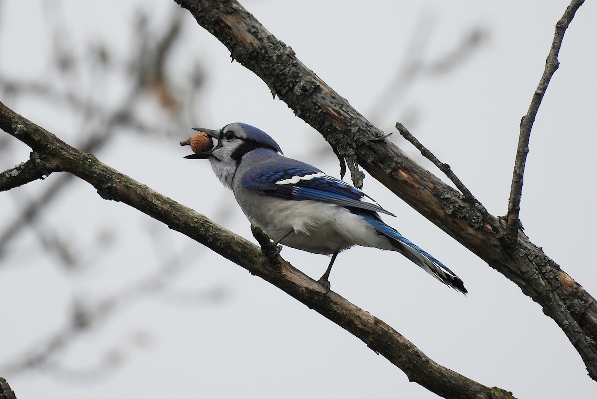 Blue Jay - ML643966549
