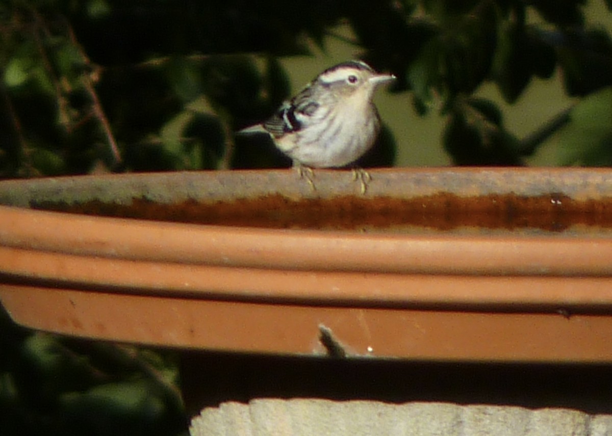 Black-and-white Warbler - ML643966551