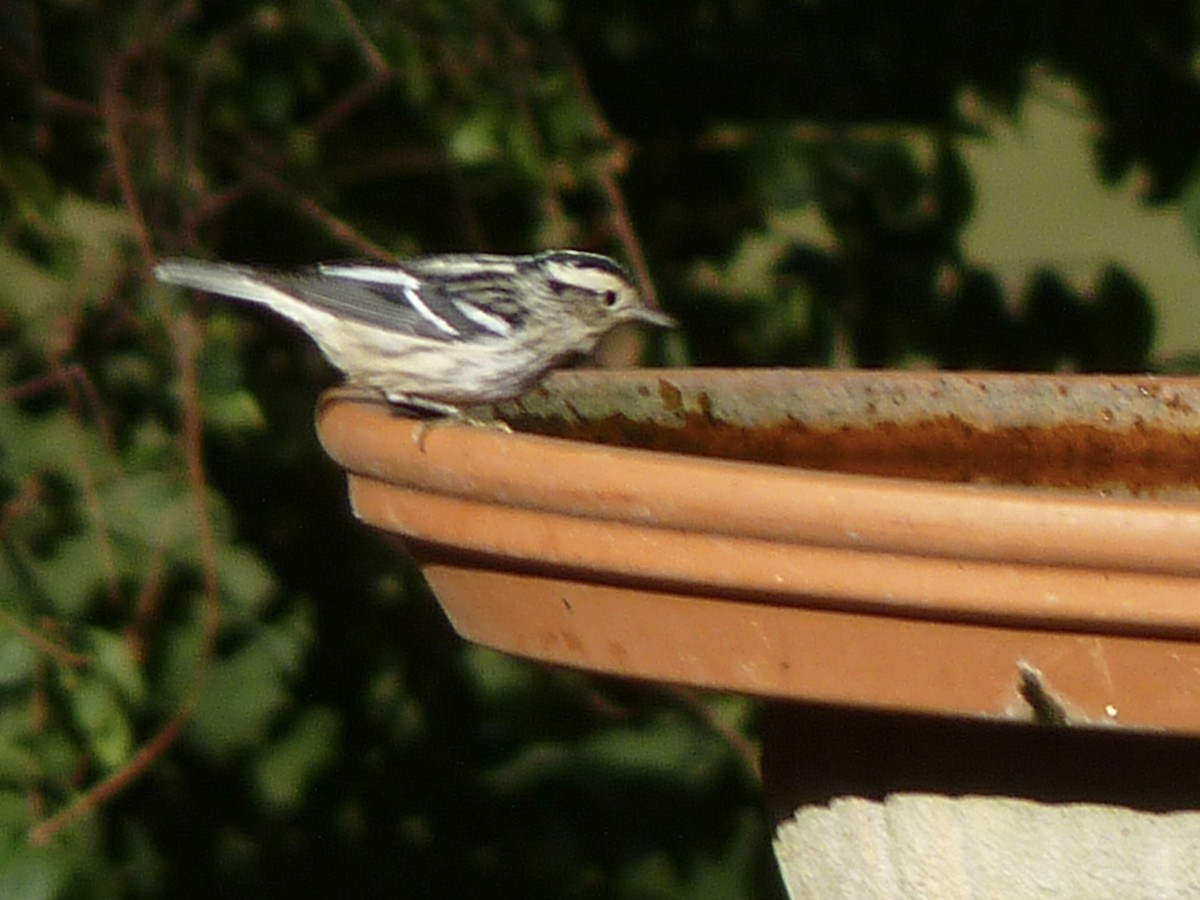 Black-and-white Warbler - ML643966552