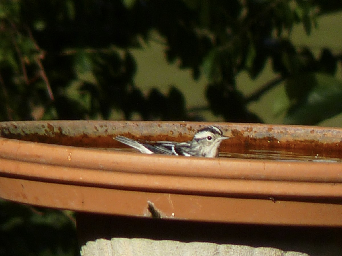 Black-and-white Warbler - ML643966553