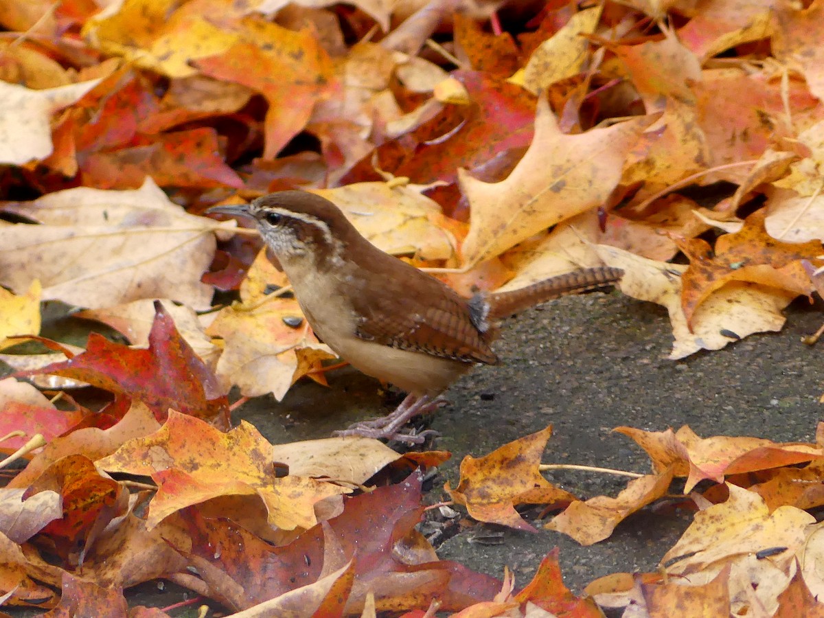 Carolina Wren - ML643966554