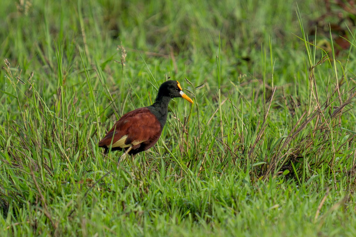 ostnák trnitý - ML643966562