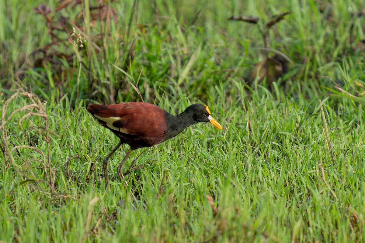 ostnák trnitý - ML643966563