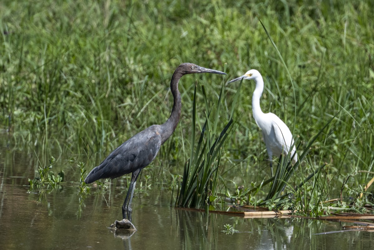 Reddish Egret - ML643966575