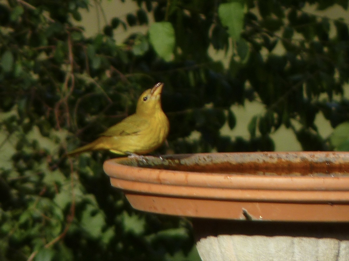 Summer Tanager - ML643966577