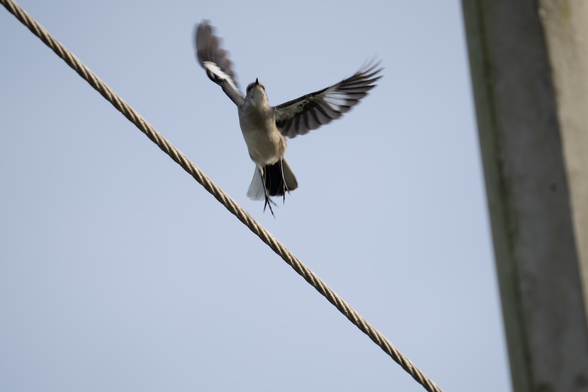 drozdec mnohohlasý - ML643966578