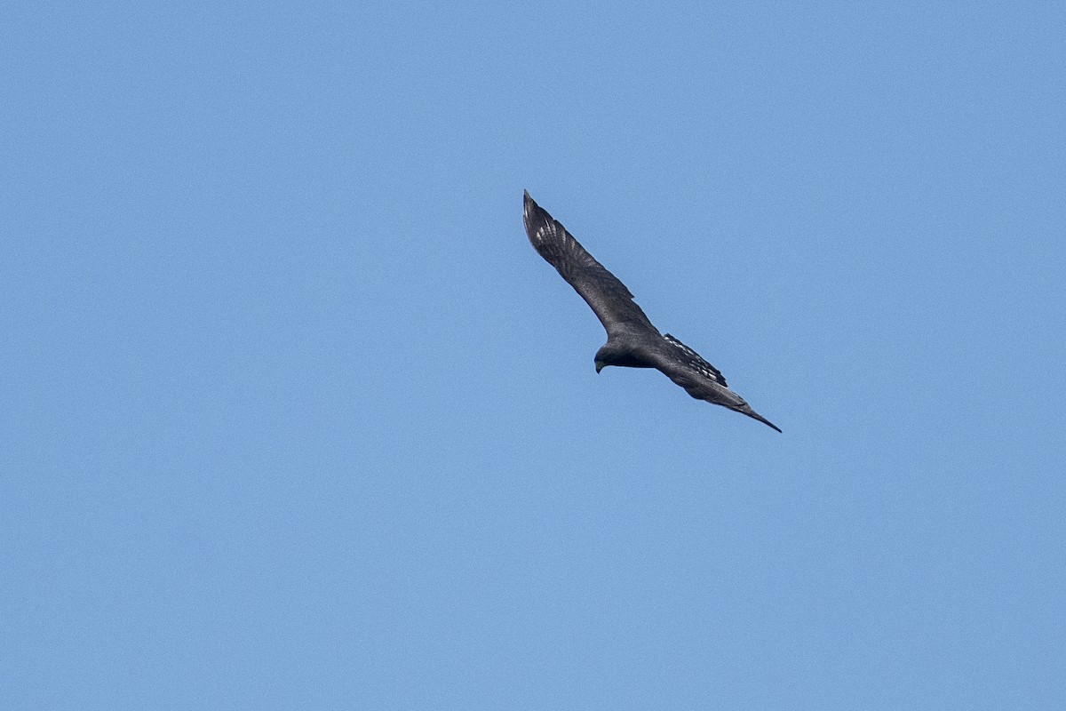Zone-tailed Hawk - ML643966590