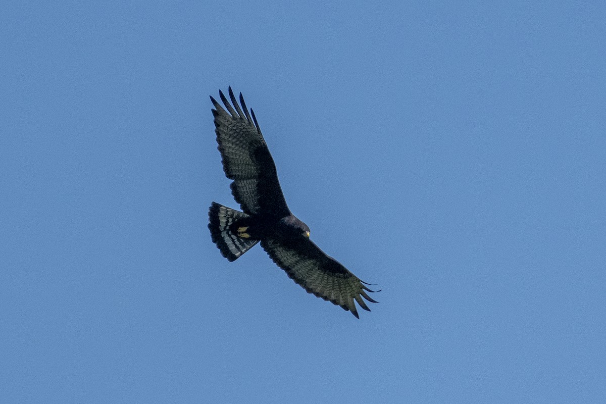 Zone-tailed Hawk - ML643966598