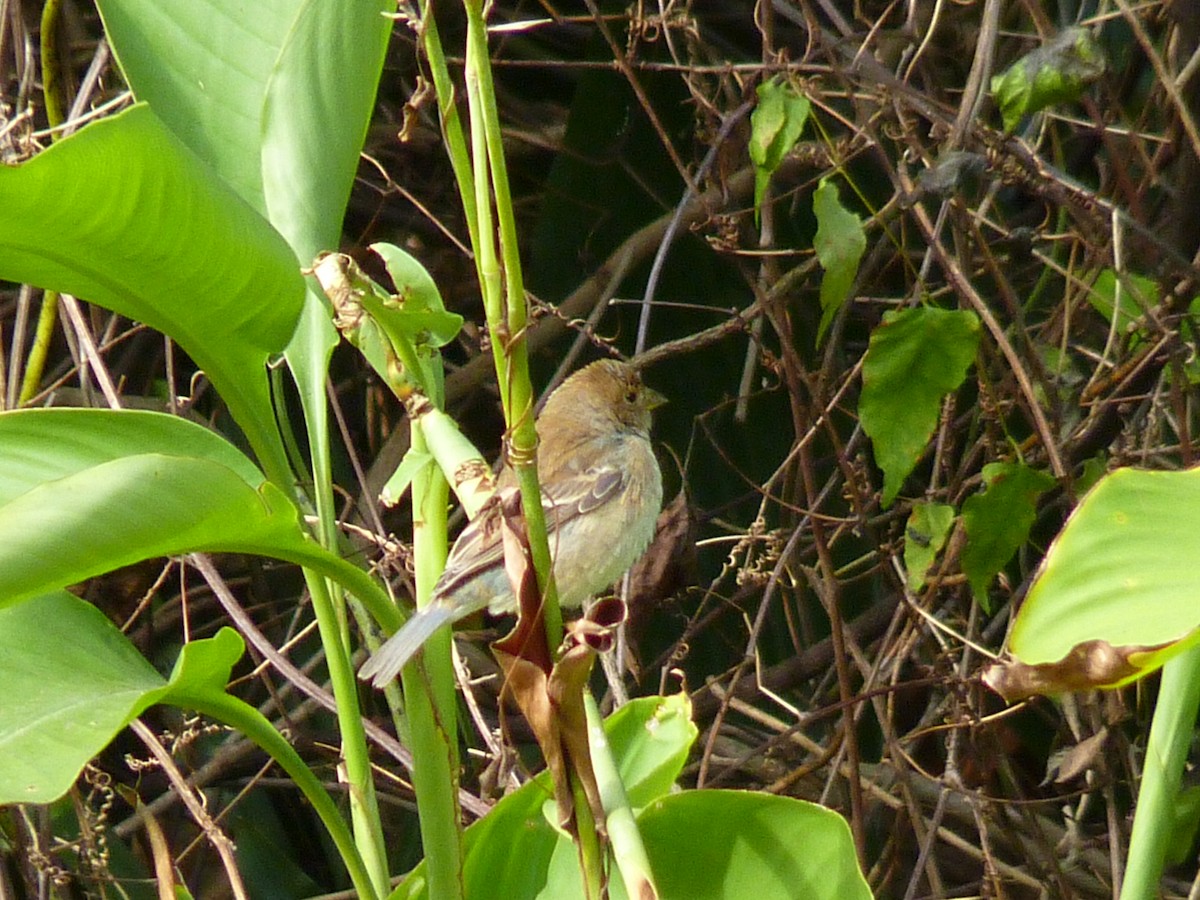 Indigo Bunting - ML643966601